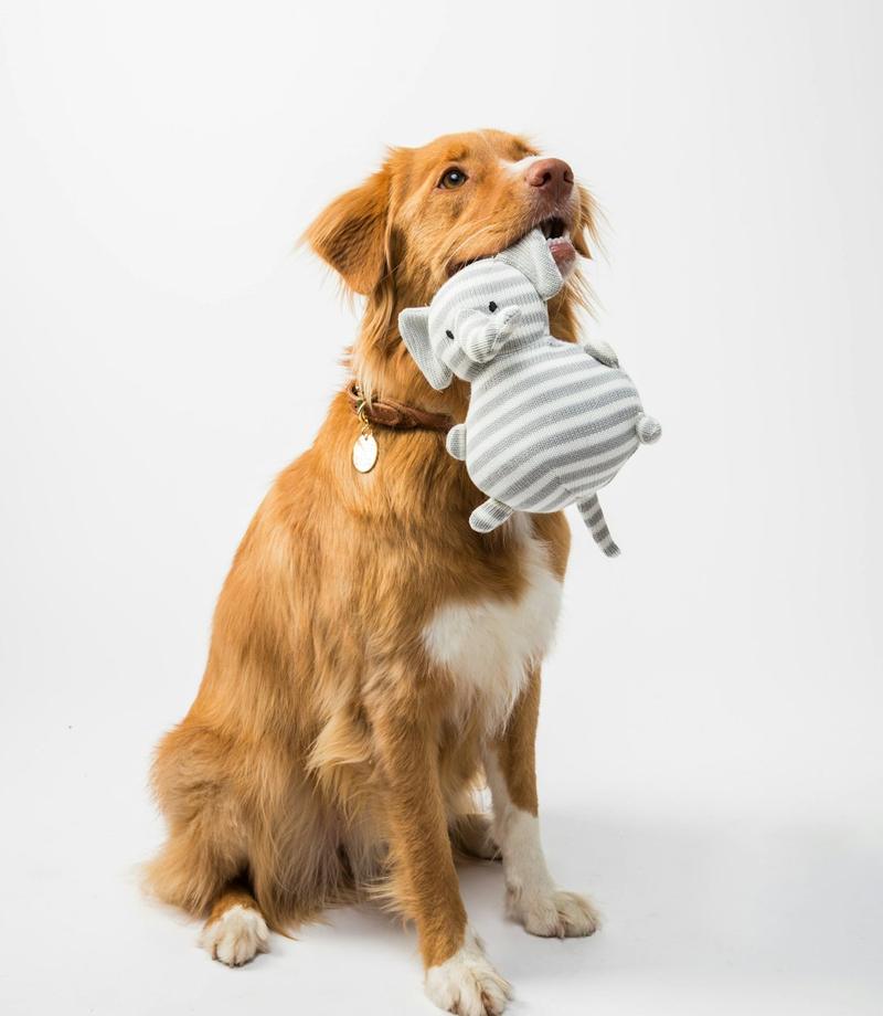Chien tenant une peluche dans sa gueule